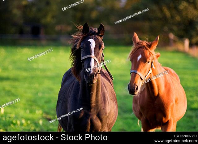 Frontal partial view of two horses standing next to each other on a pasture in the sidelight of the evening sun, looking directly into the camera