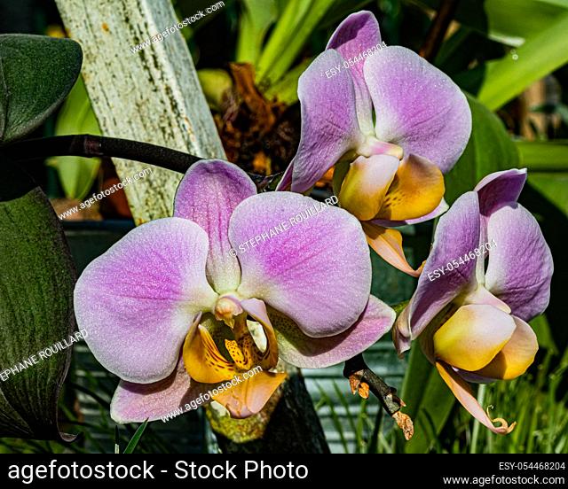 Orchids in spring, close-up on blurred background. Macro, dominant mauve color