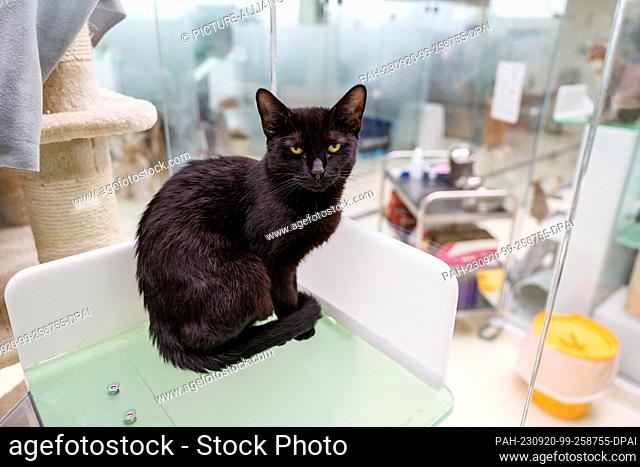 PRODUCTION - 11 September 2023, Bavaria, Nuremberg: An unneutered outdoor cat sits in its box at the Nuremberg animal shelter