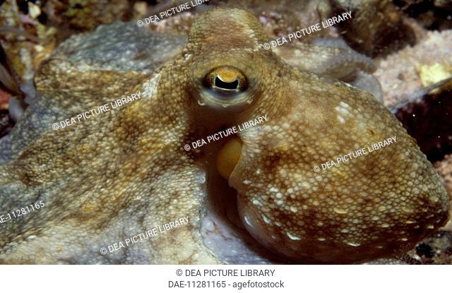 Octopus (Octopus vulgaris), Octopodidae