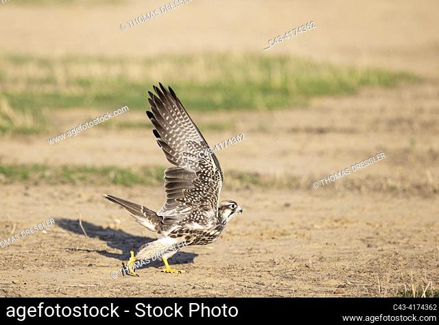 Lanner Falcon ( Falco biarmicus). Flying off. Kalahari Desert, Kgalagadi Transfrontier Park, South Africa