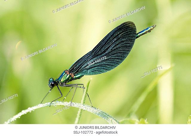 calopterygidae / agrionidae / demoiselles , broad-winged damselflies