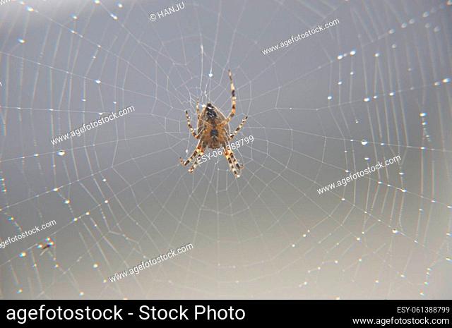 Gartenkreuzspinne (Araneus diadematus) wartet in ihrem Netz mit Wassertropfen auf Beute. - Garden spider (Araneus diadematus) waits for prey in its web with...