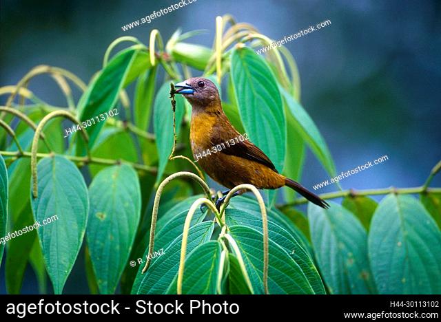 Blautangare, Thraupis episcopus, Thraupidae, Weibchen, Vogel, Tier, Selva Bananita Lodge, Costa Rica