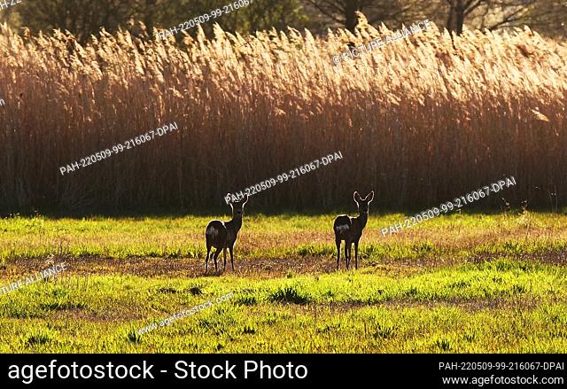 16 April 2022, Brandenburg, Ludwigsfelde: 16.04.2022, Trebbin. Two roe deer (Capreolus capreolus) stand in the light of the setting sun in a meadow not far from...