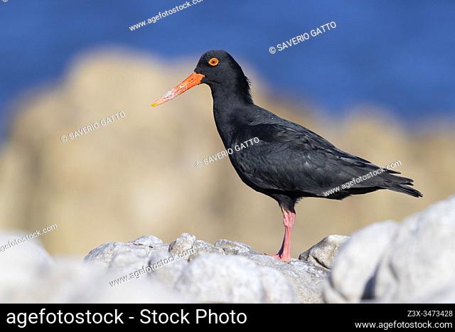 African Oystercatcher (Haematopus moquini), side view of an adult standing on a rock, Western cape, South Africa