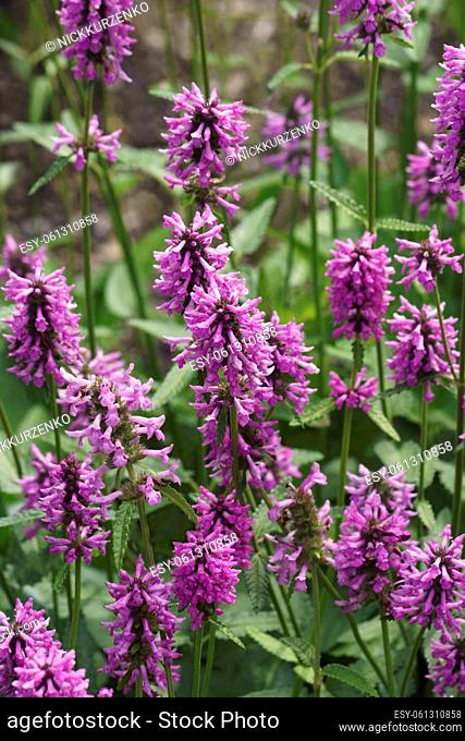 Common hedgenettle (Betonica officinalis). Called Betony, Purple betony, Wood betony and Bishopwort also. Another botanical name is Stachys officinalis