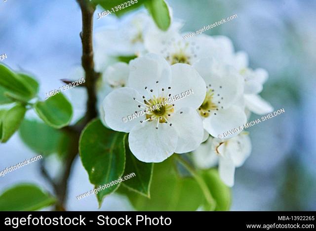 Pear tree (Pyrus), blossoms in spring, close-up, Bayern, Deutschland