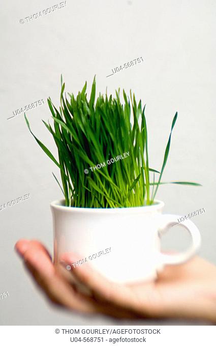Cup of wheat grass