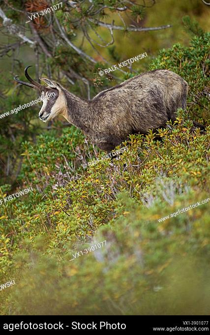 Alpine Chamois ( Rupicapra rupicapra ) standing in colorful alpine vegetation, wildlife, Swiss alps. .