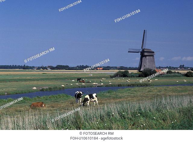 Netherlands, Schermerhorn, Holland, Noord-Holland, Europe, Livestock grazing in a pasture on a farm with a windmill next to a canal in the scenic countryside in...