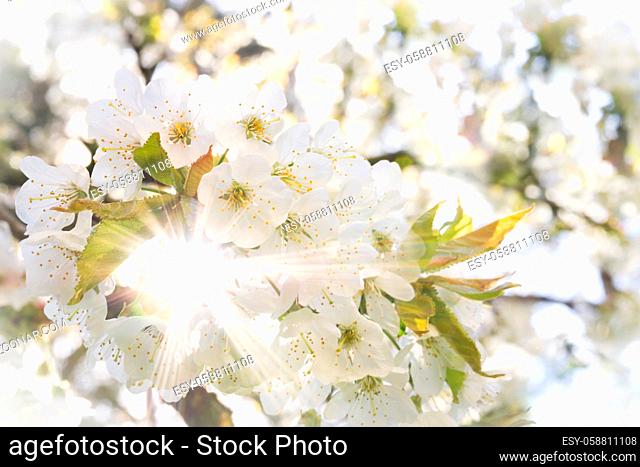 White cherry blossoms in spring sunlight with sunbeams and soft bokeh