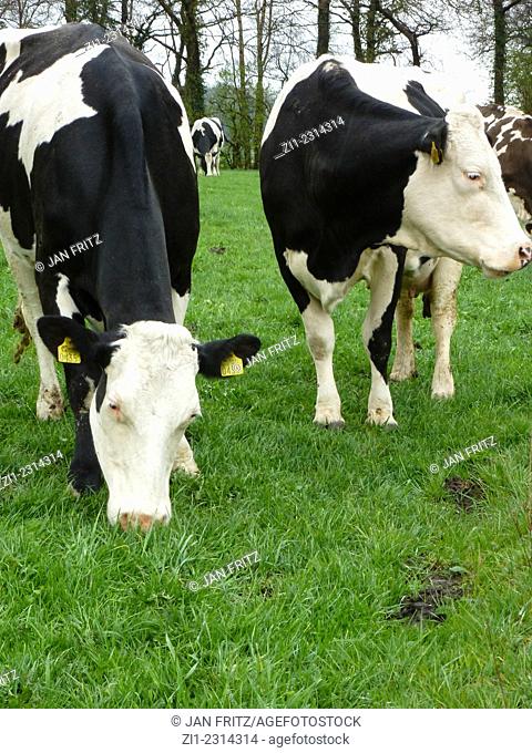 two black and white heifer cows in meadow in holland