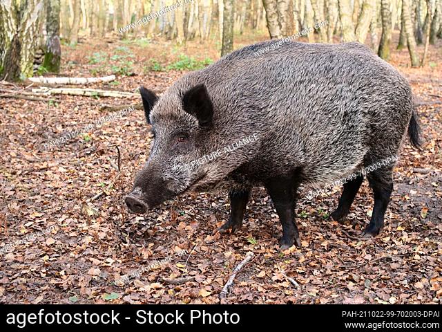 11 October 2021, Brandenburg, Schorfheide: 11.10.2021, Schorfheide. A capital wild boar (Sus scrofa) stands in its enclosure at Schorfheide Wildlife Park north...