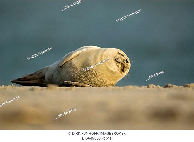 Harbour Seal (Phoca vitulina) pup rolling around on the beach at Helgoland Island, North Sea, Lower Saxony, Germany, Europe