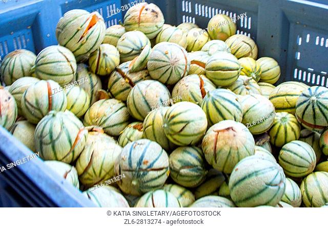 A bunche of cantaloupe in a blue plastic bucket open and waiting to be trashed from a cantaloupe farm