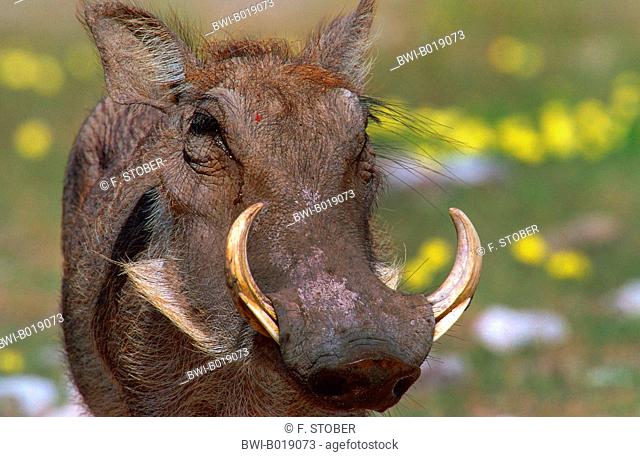 Cape warthog, Somali warthog, desert warthog (Phacochoerus aethiopicus), portrait, Namibia, Etosha National Park