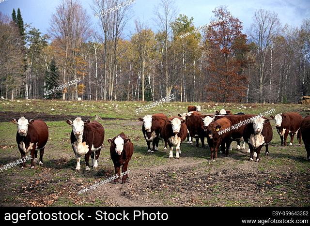 Cattle with the whole cow family and fall colors of Wisconsin