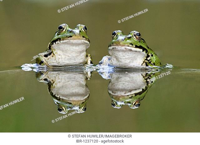 Water frogs (Rana esculenta, Pelophylax kl. esculentus) with reflection