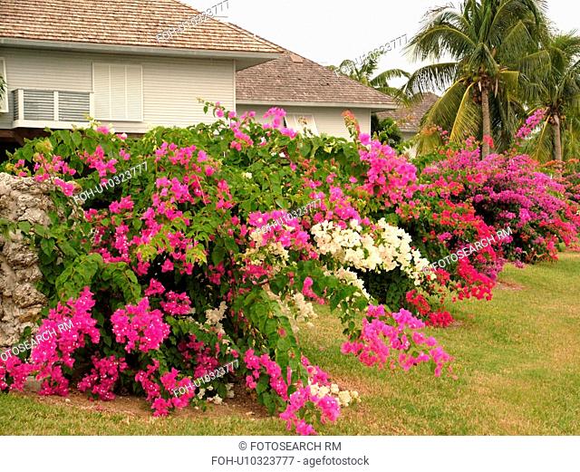 Chokoloskee, FL, Florida, Sunset Cove, Bougainvillea bushes, flowers