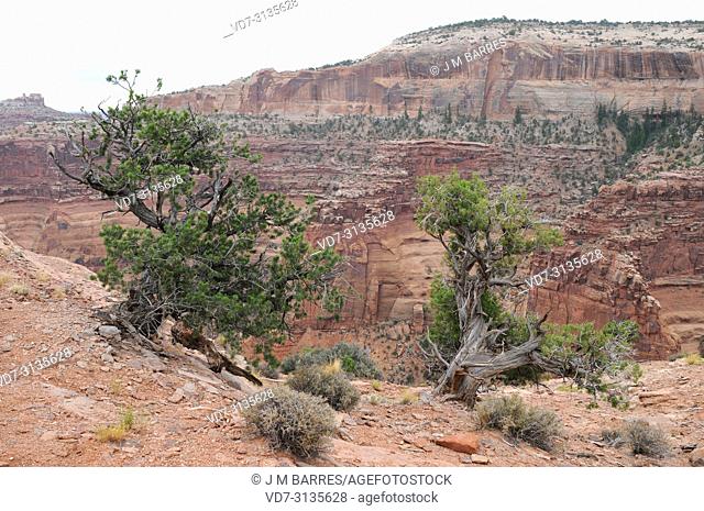 Colorado pinyon or pinyon pine (Pinus edulis) and Utah juniper (Juniperus osteosperma). This photo was taken in Canyonlands National Park, Utah, USA