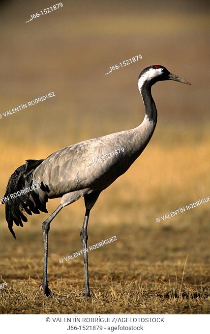 Common Crane Grus grus in the wildlife reserve of Gallocanta. Aragon. Spain
