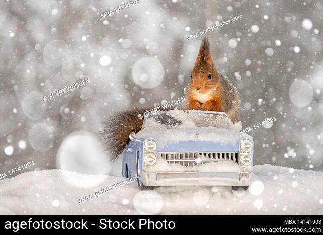 red squirrel sitting in a car during snow