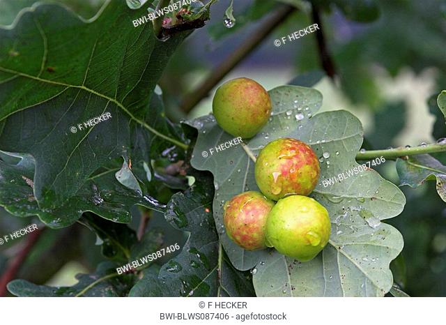 common oak gallwasp, oak leaf cherry-gall cynipid cherry gall Cynips quercusfolii, galls at the underside of the leaf of an oak