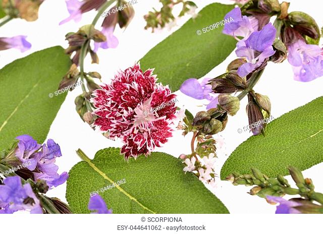 Colection with flowers and herbs isolated on white. Objects for your design