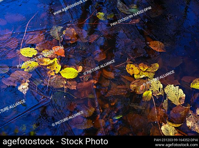 26 November 2023, Brandenburg, Falkenhagen: Autumn-colored leaves are frozen in the water under a thin layer of ice. Photo: Patrick Pleul/dpa