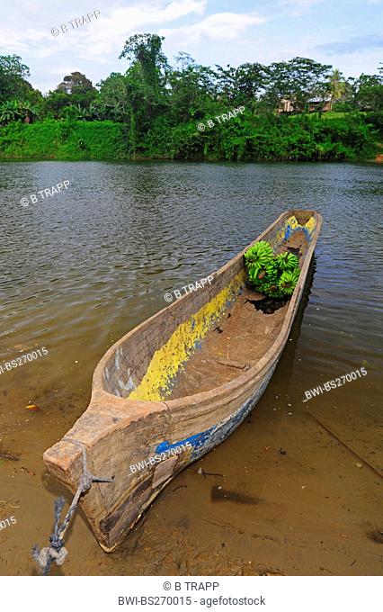 common banana Musa paradisiaca var. sapientum, bananas on a traditionell boat, Honduras
