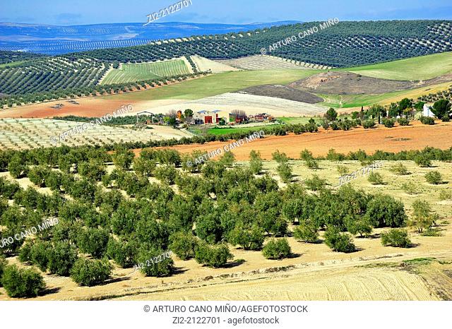 Olive grove near Baeza, Jaen, Spain