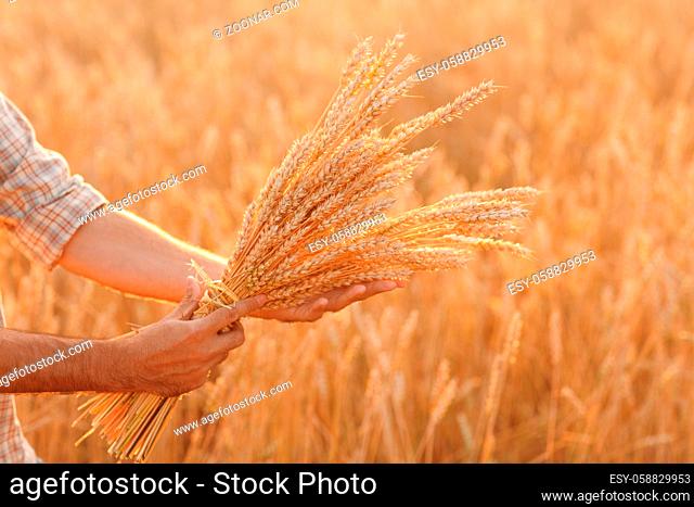 Man farmer holds sheaf of wheat ears in cereal field at sunset. Farming and agricultural harvesting