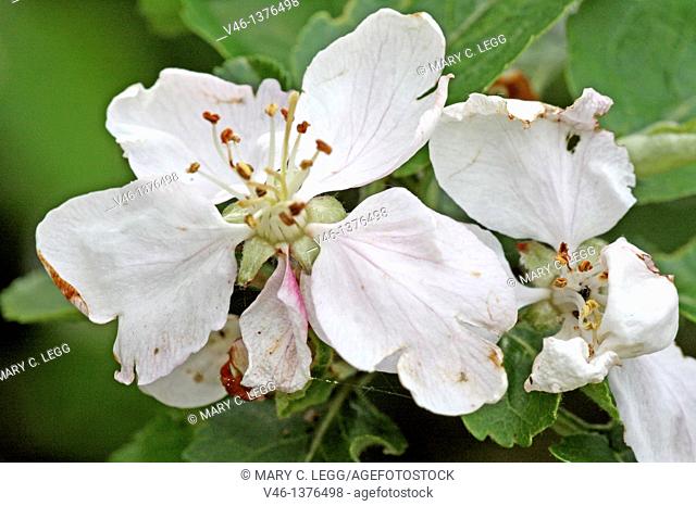 Old curled apple blossoms  Apple blossoms that seem wormy or blighted  Cluster of disintegrating apple blossoms on a branch  Petals have fallen and fruit begins...