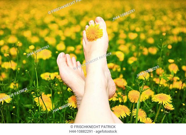 Leg, flowers, flower field, Flower meadow, Blossom, Flourish, Smell, Relaxation, rest, field, woman, wife, freedom, spring, feet, pleasure, skin, dandelion