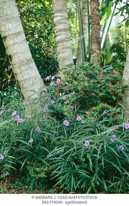 Gardening. Blue flowered Ruellia and red calliandra in shade of palms. Tropical garden