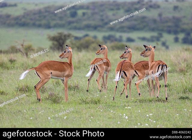 Africa, East Africa, Kenya, Masai Mara National Reserve, National Park, impala (Aepyceros melampus), group of females on alert because of a predator