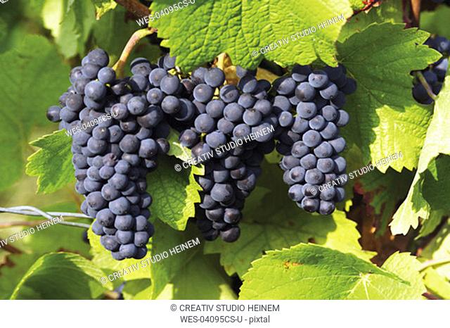 Blue grape-vine