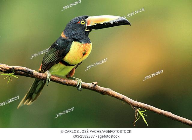 Costa Rica, Nicoya peninsula, Collared aracari (Pteroglossus torquatus) perching on branch