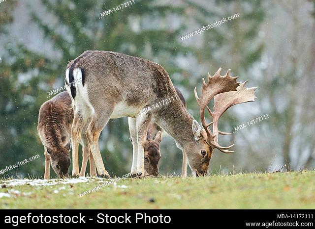 fallow deer (dama dama), clearing, meadow, stand, gaze camera