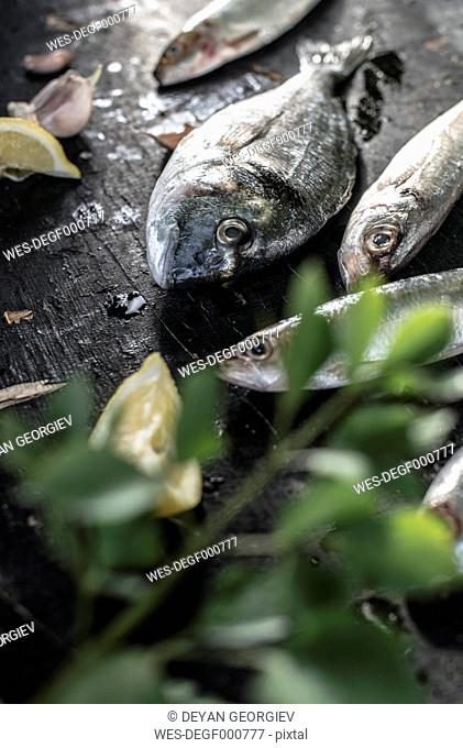 Raw fish, sea bream, sea bass, mackerel and sardines