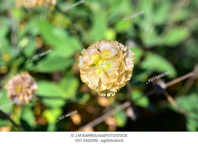 Pincushion flowers (Scabiosa cretica or Lomelosia cretica) is a subshrub native to Crete and Balearic Islands. Fruits detail