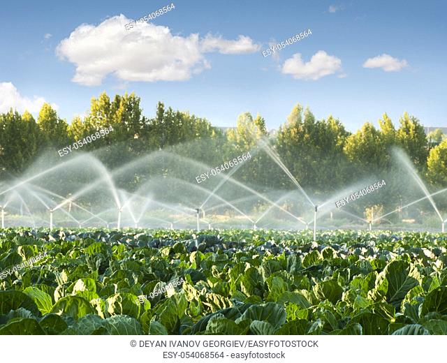 Irrigation systems in a green vegetable garden