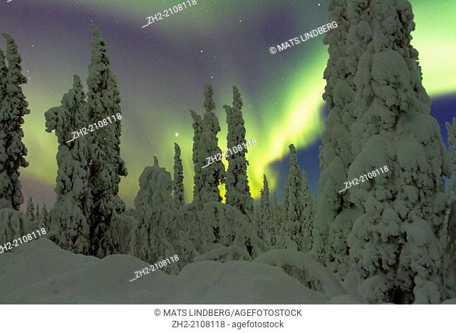 Northern light, Aurora borealis, with snow on the trees in Gällivare, Swedish lapland, Sweden