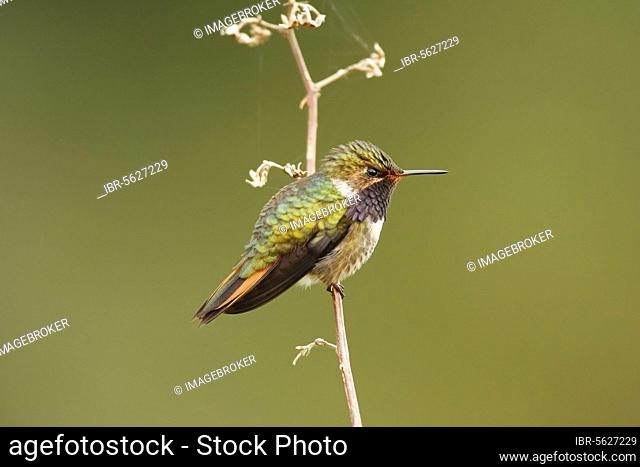 Volcano Hummingbird (Selasphorus flammula) adult male, perched on stem, Costa Rica, Central America