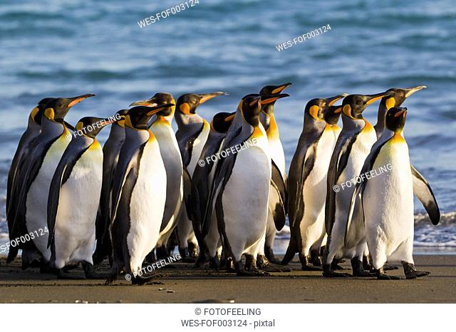 South Atlantic Ocean, United Kingdom, British Overseas Territories, South Georgia, Whistle Cove, Fortuna Bay, King penguins colony