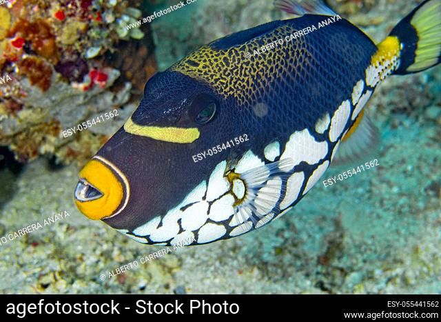 Clown Triggerfish, Balistoides conspicillum, Coral Reef, South Ari Atoll, Maldives, Indian Ocean, Asia