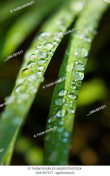 Raindrops on iris leaf
