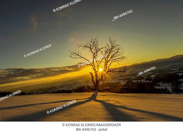 Sun shines through bare tree in winter, sunrise behind Allgäu Alps, Bavaria