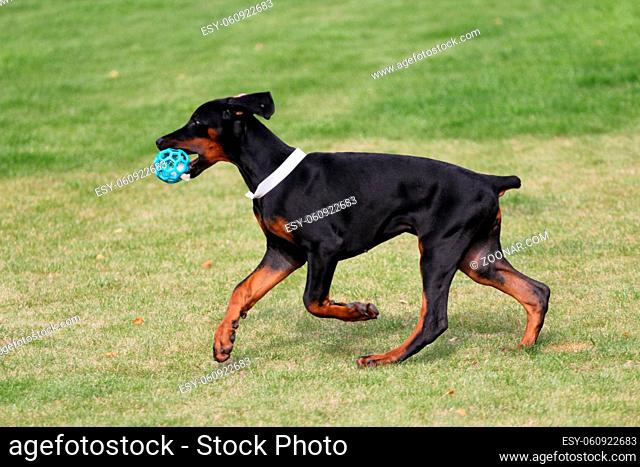 Black doberman dog outdoors playing